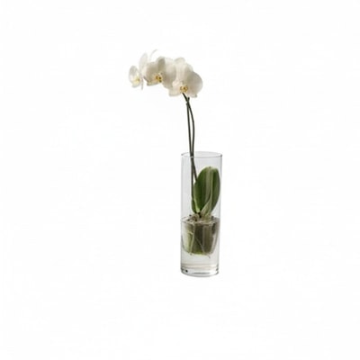 Clear Vase Orchid Arrangement