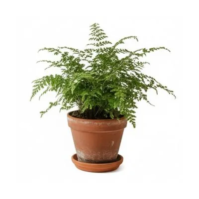 Terracotta Pot With Fern