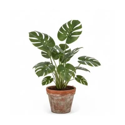 Green Monstera Plant In Terracotta