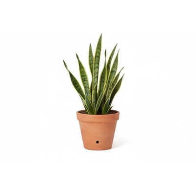 Snake Plant In Pot